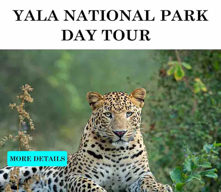 yala-day-tour